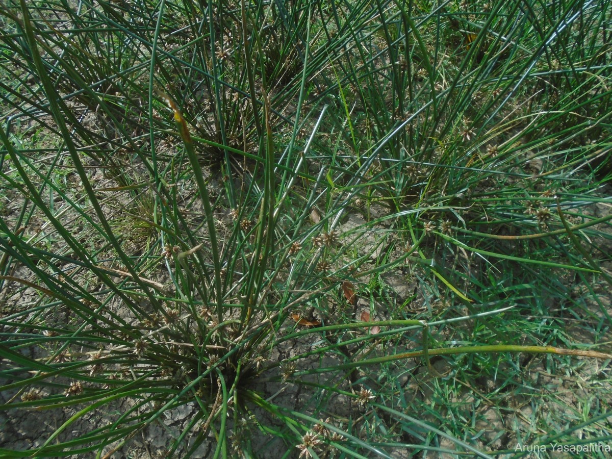 Schoenoplectiella articulata (L.) Lye
