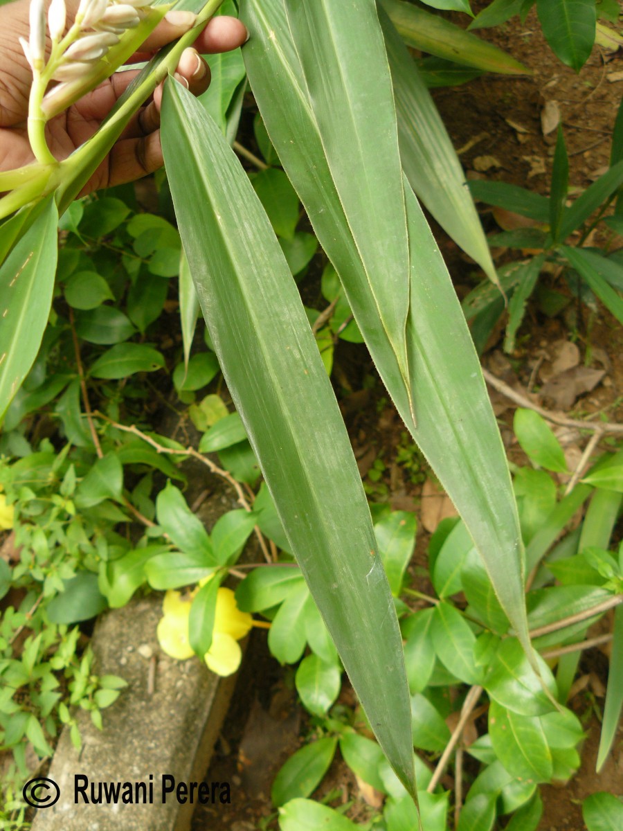 Alpinia calcarata (Andrews) Roscoe