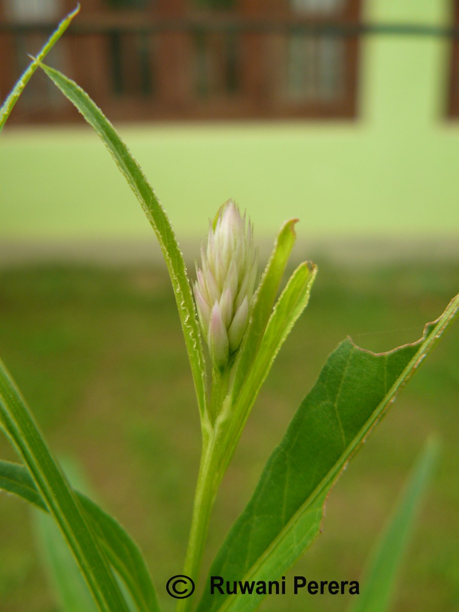 Celosia argentea L.