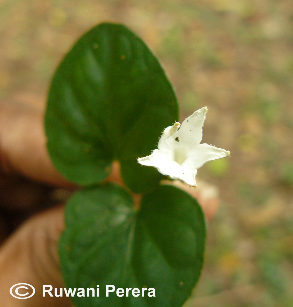 Geophila herbacea (Jacq.) K.Schum.