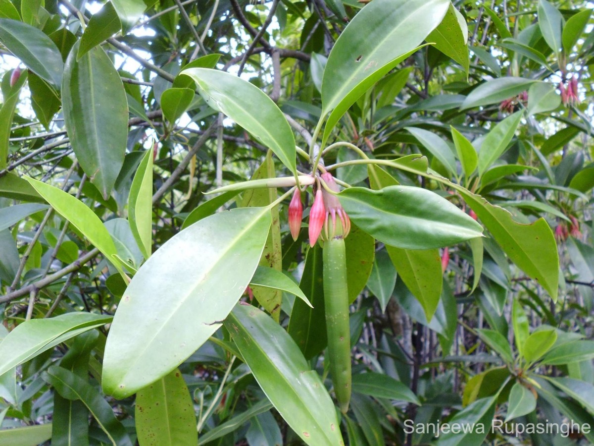 Flora of Sri Lanka