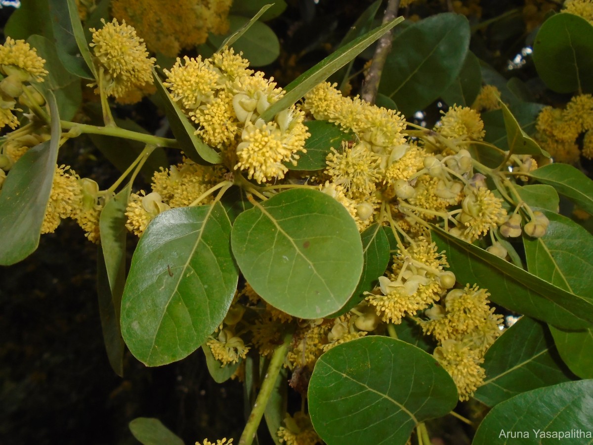 Flora of Sri Lanka