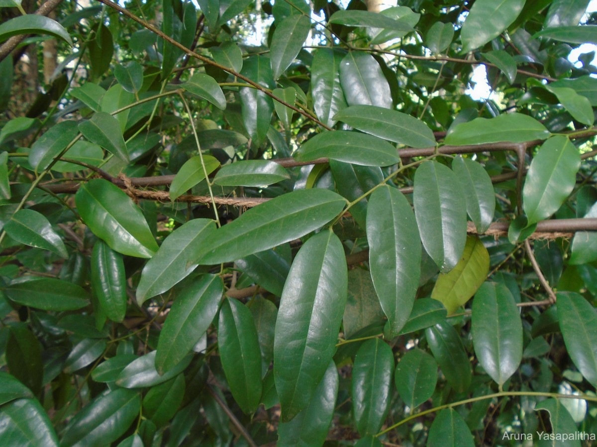 Flora of Sri Lanka