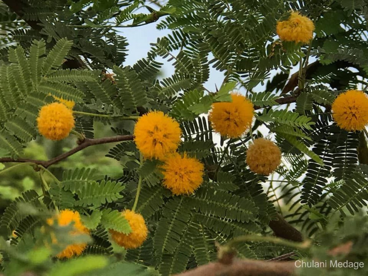 Flora of Sri Lanka