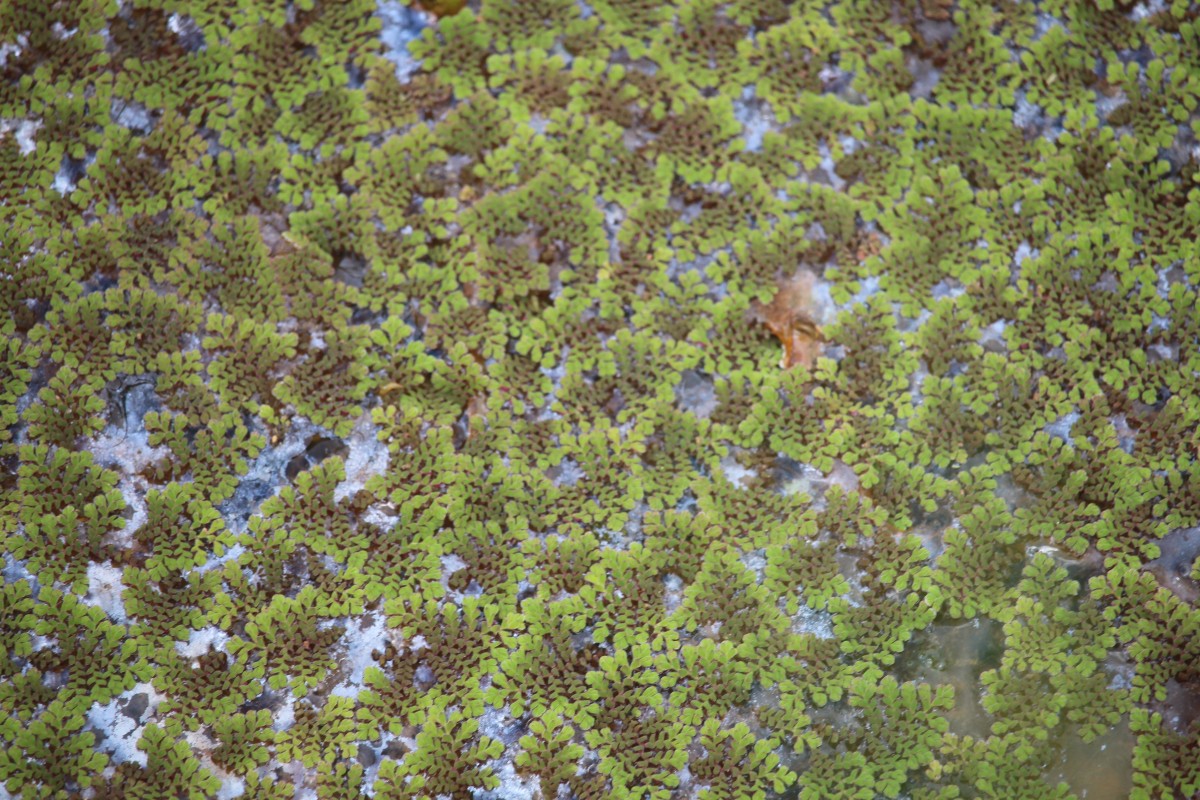 Flora of Sri Lanka
