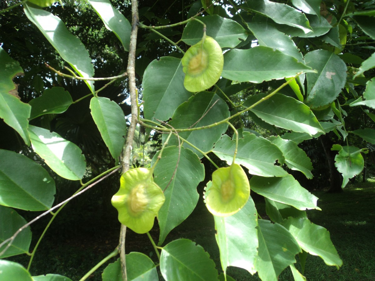 Pterocarpus indicus Willd.
