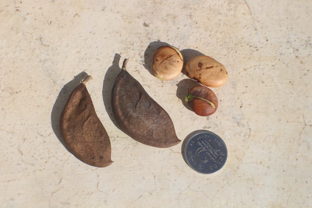 Pongamia pinnata (L.) Pierre