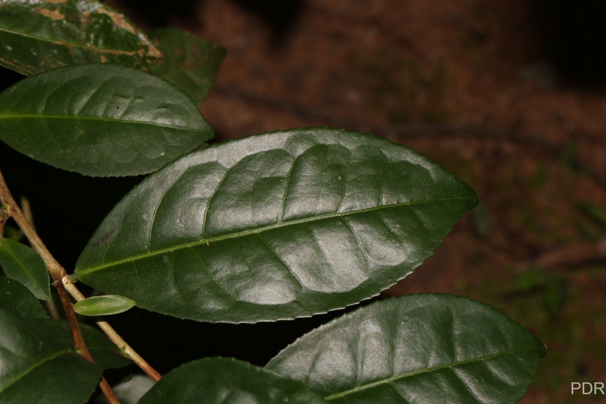 Camellia sinensis (L.) Kuntze