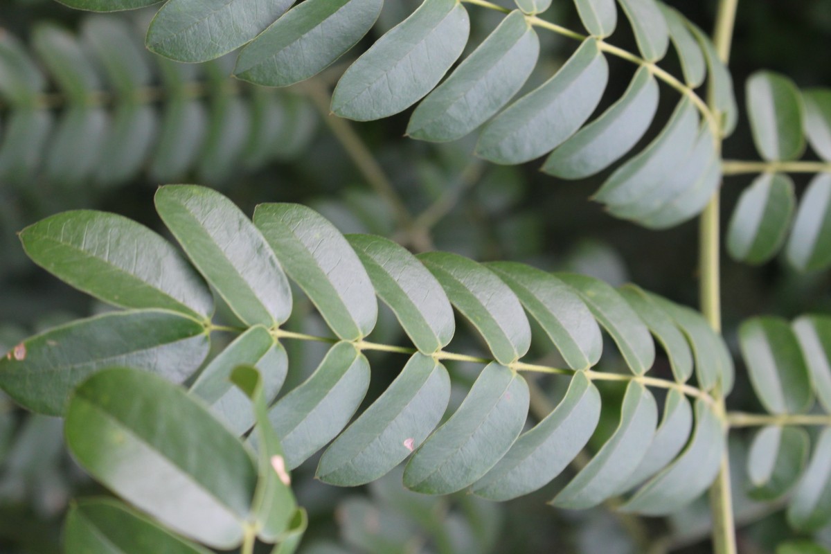 Flora of Sri Lanka