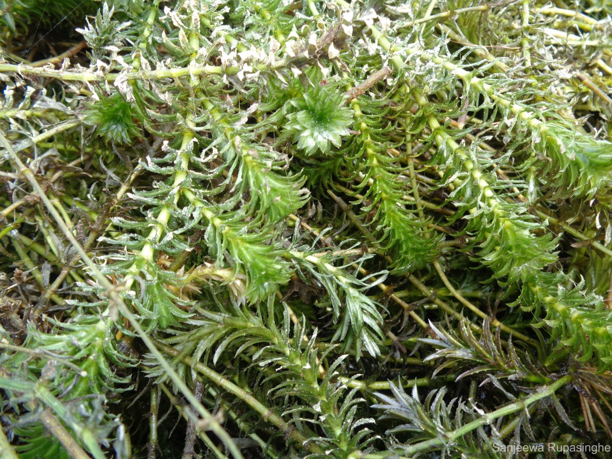 Hydrilla verticillata (L.f.) Royle