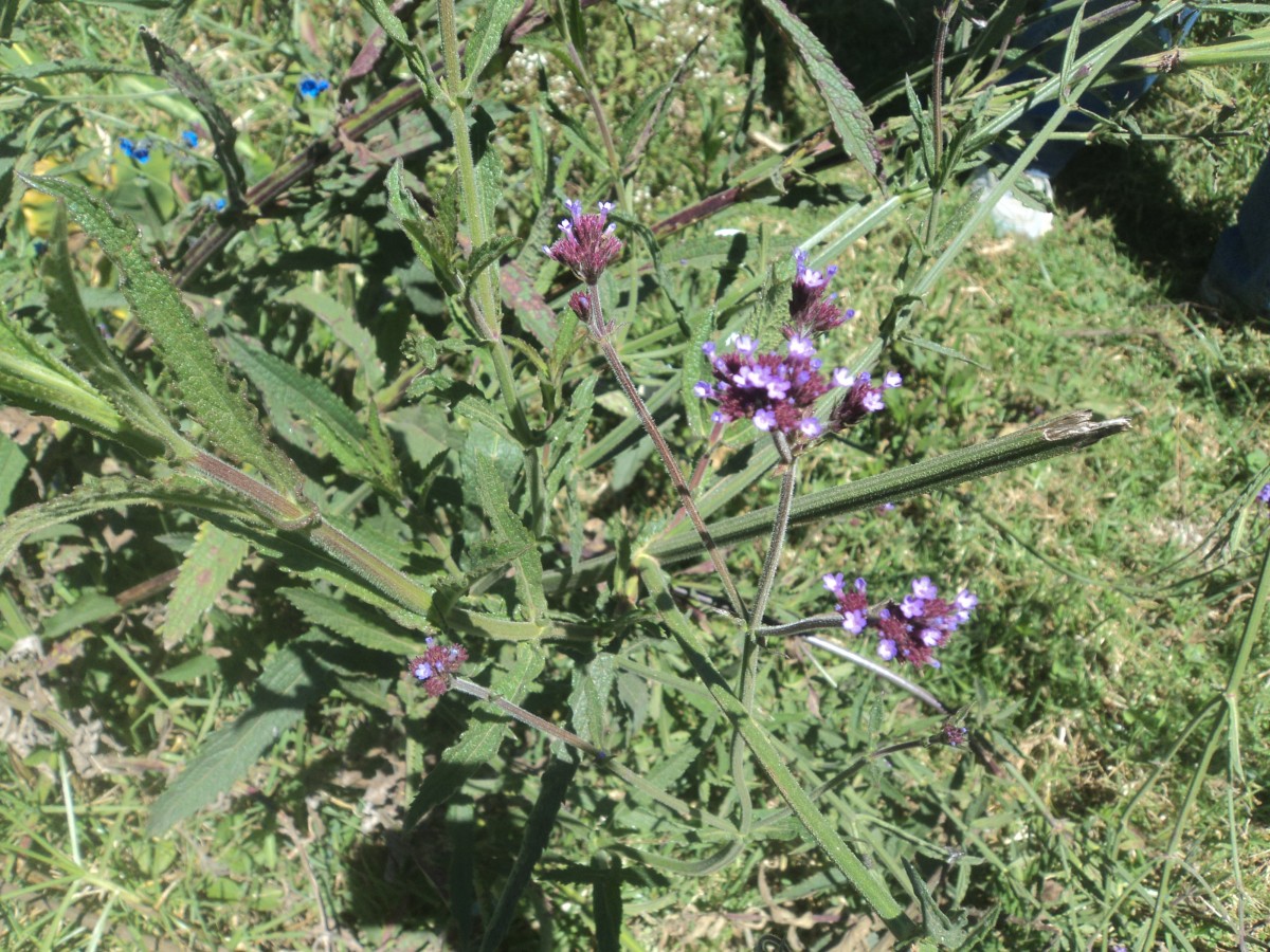 Verbena bonariensis L.