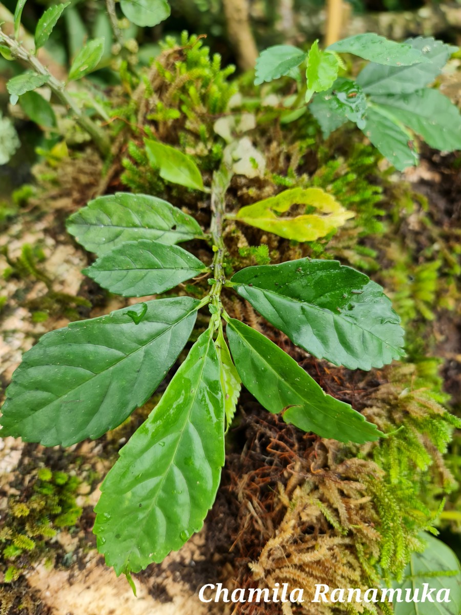 Flora of Sri Lanka