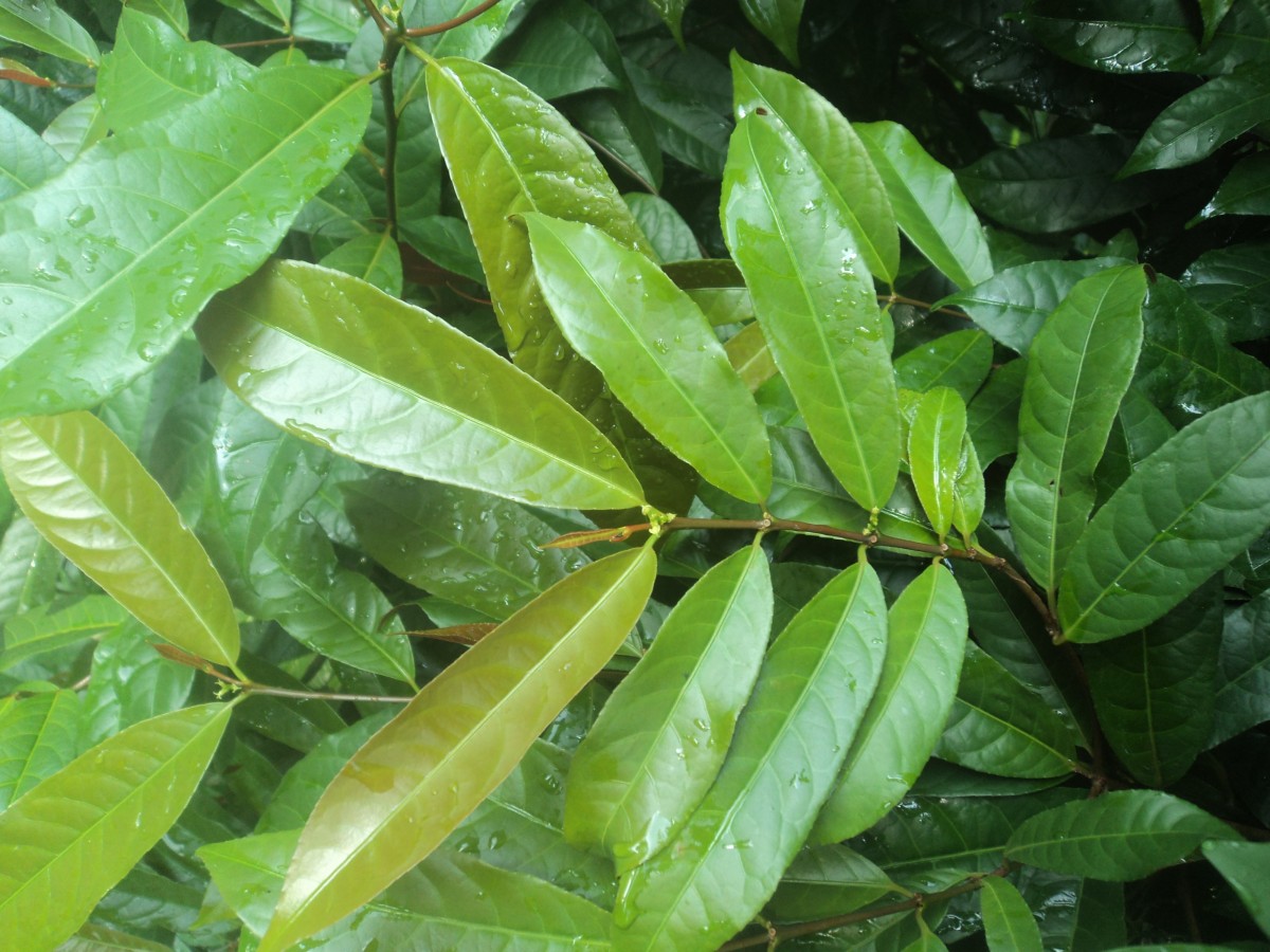 Excoecaria cochinchinensis Lour.