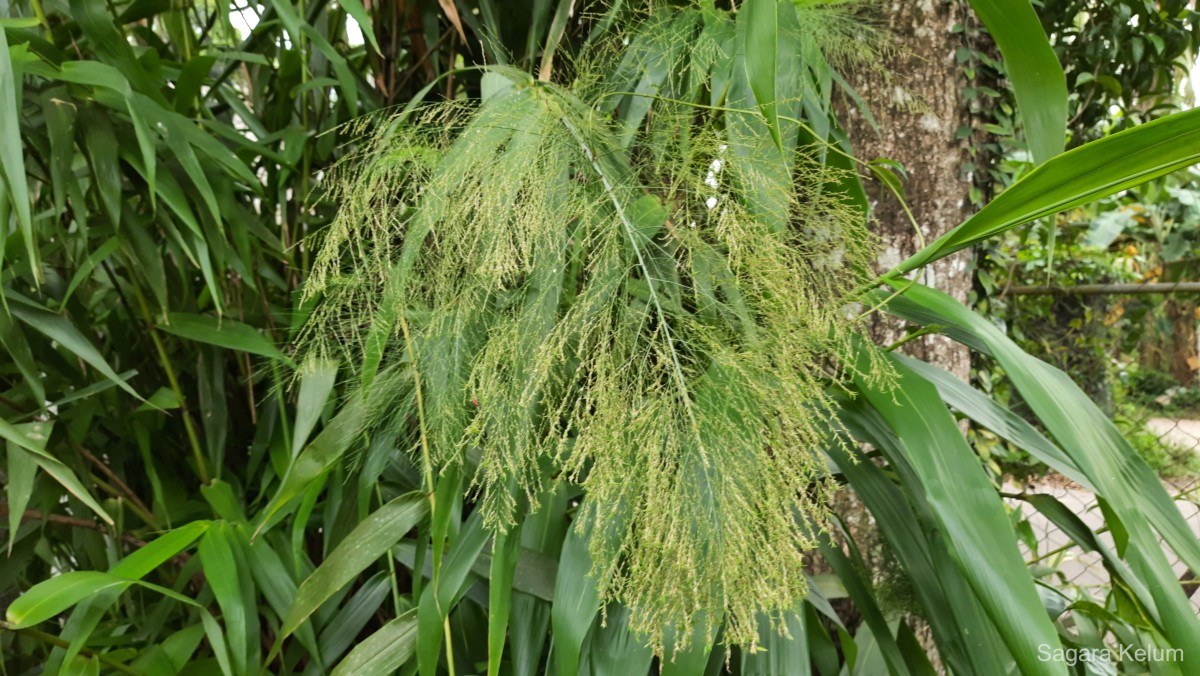 Thysanolaena latifolia (Roxb. ex Hornem.) Honda