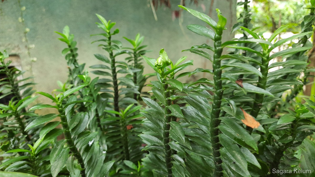 Euphorbia tithymaloides subsp. smallii (Millsp.) V.W.Steinm.