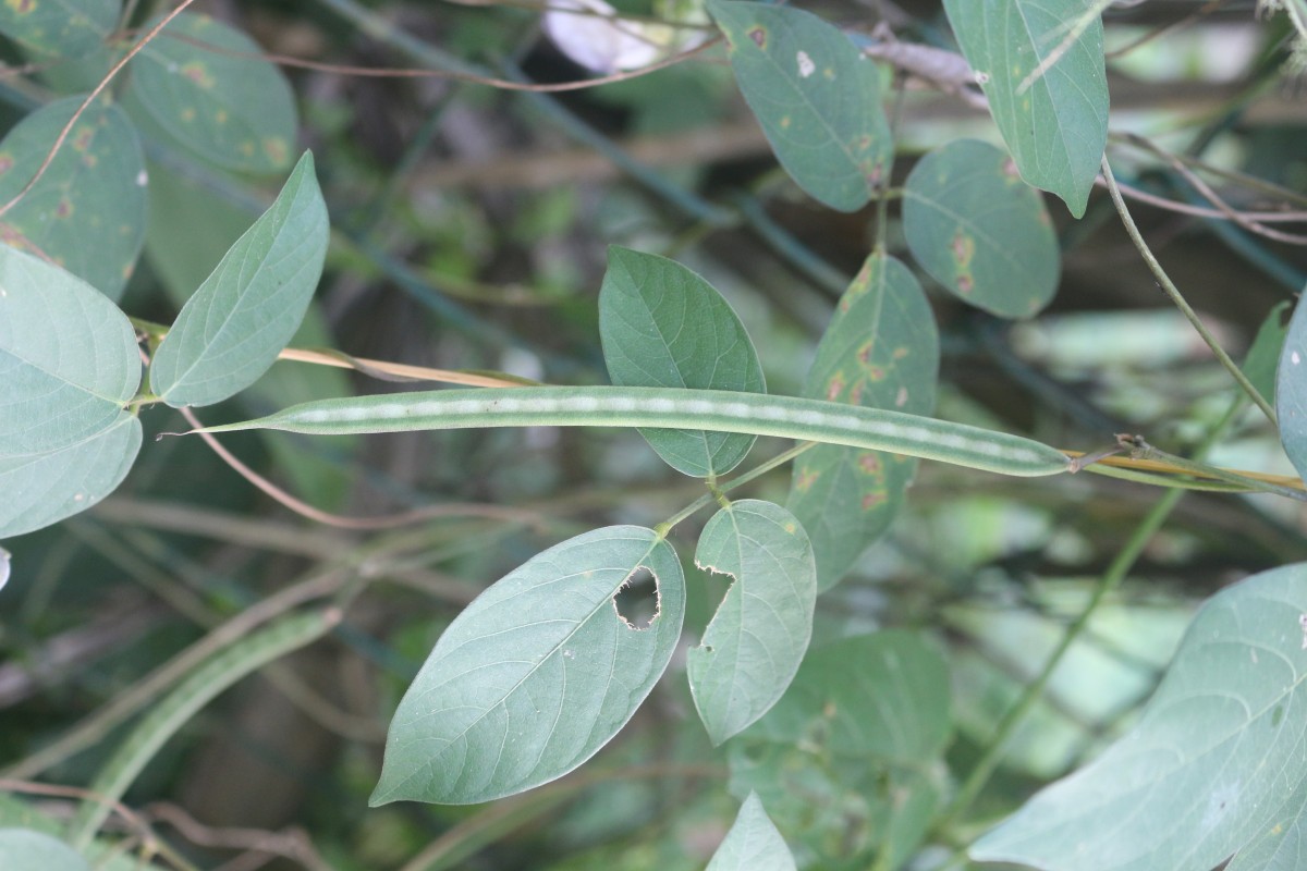 Centrosema pubescens Benth.