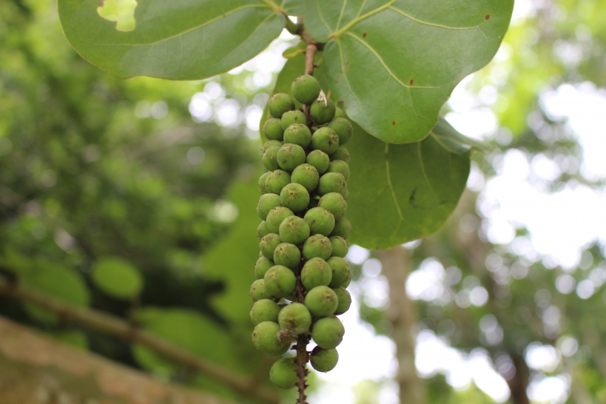 Flora of Sri Lanka