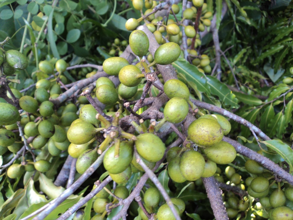 Flora of Sri Lanka