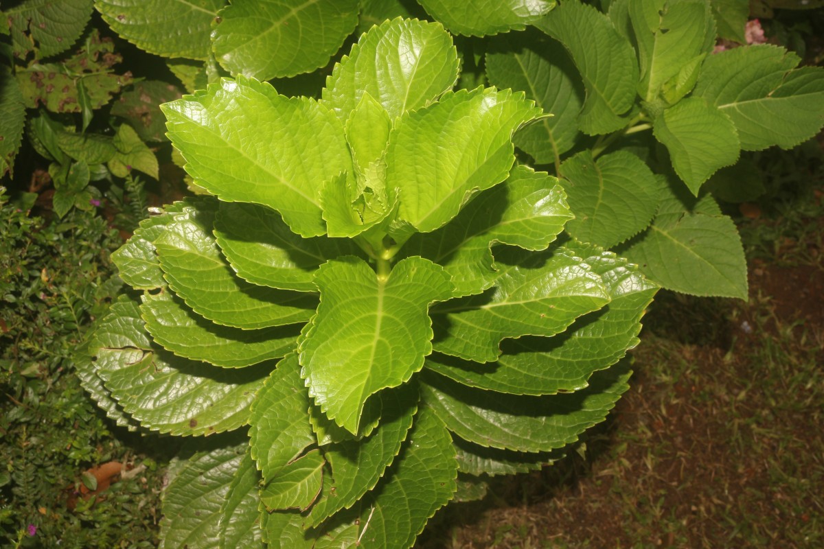 Hydrangea macrophylla (Thunb.) Ser.