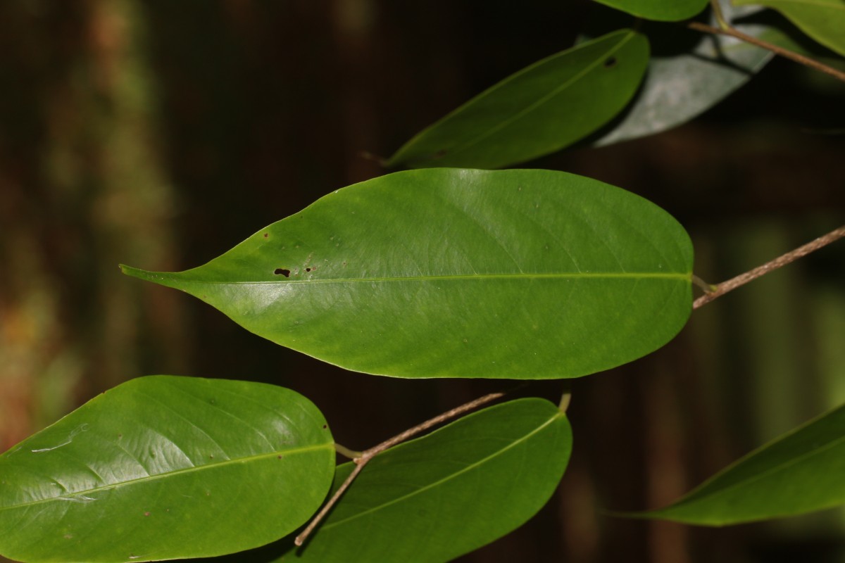 Flora of Sri Lanka