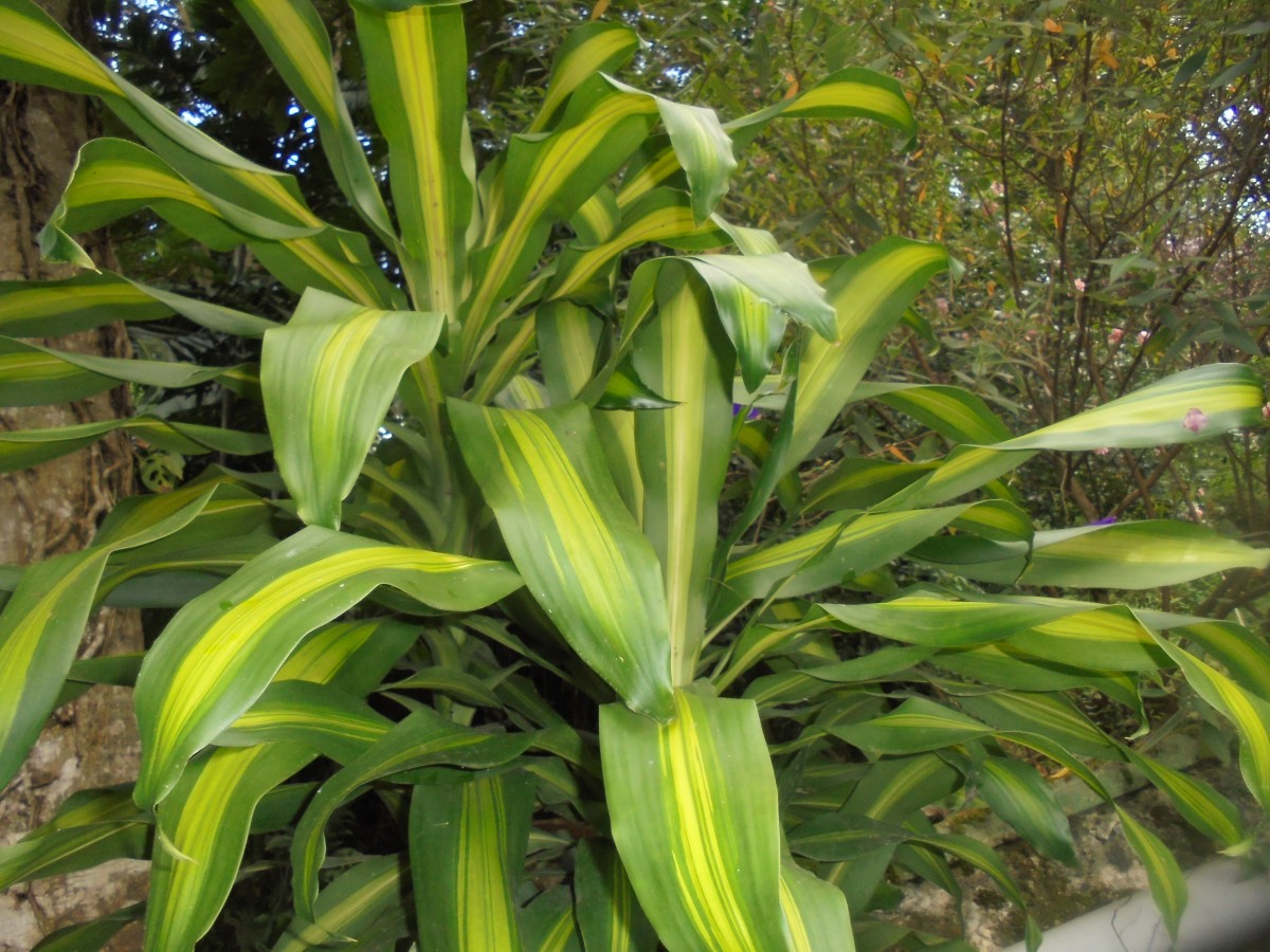 Flora of Sri Lanka