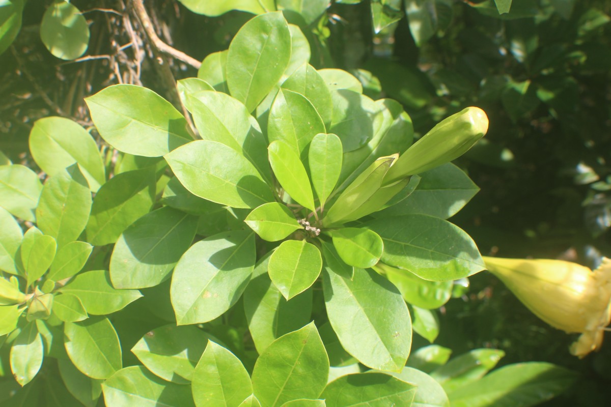 Solandra longiflora Tussac