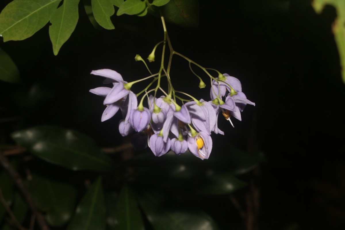 Solanum seaforthianum Andrews