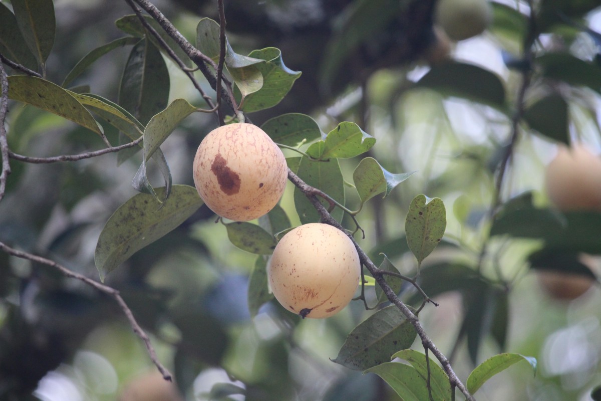 Flora of Sri Lanka