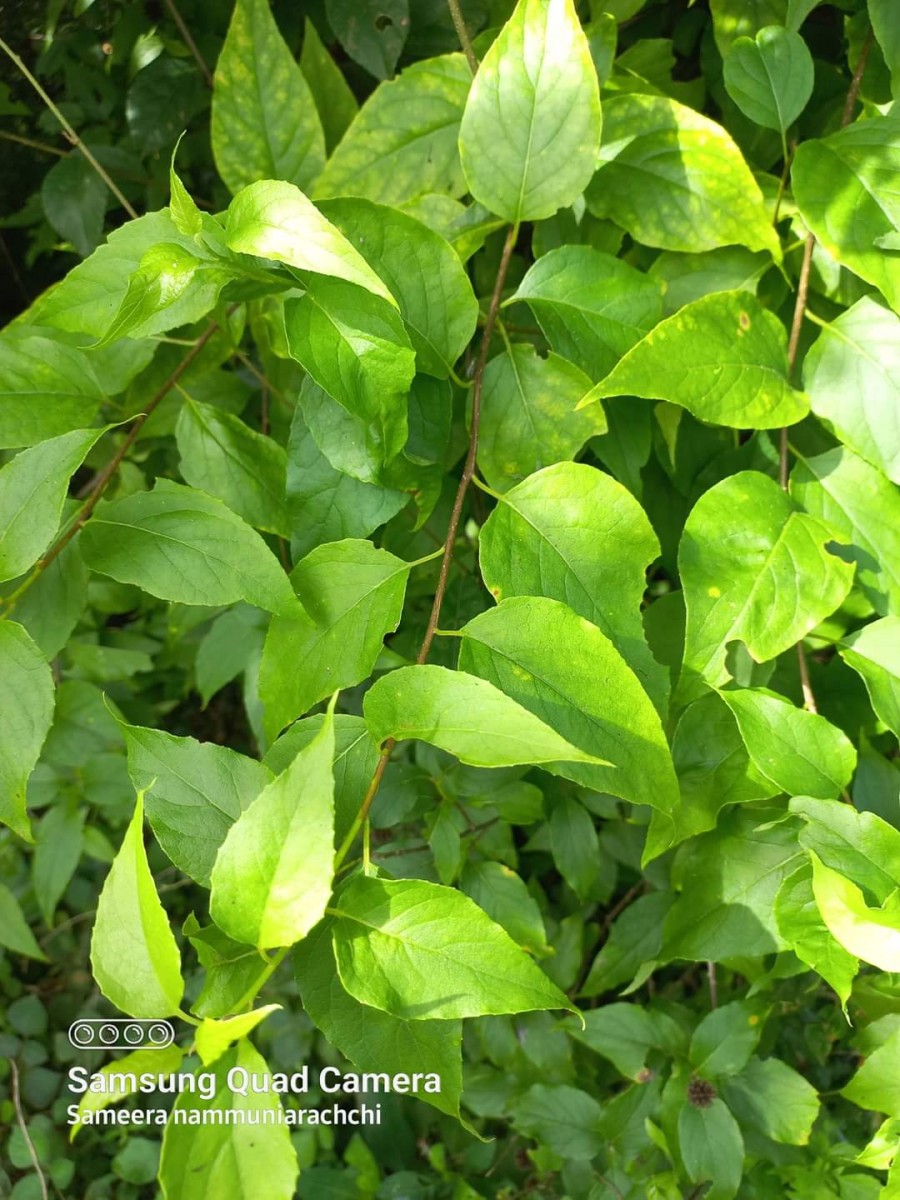 Flora of Sri Lanka