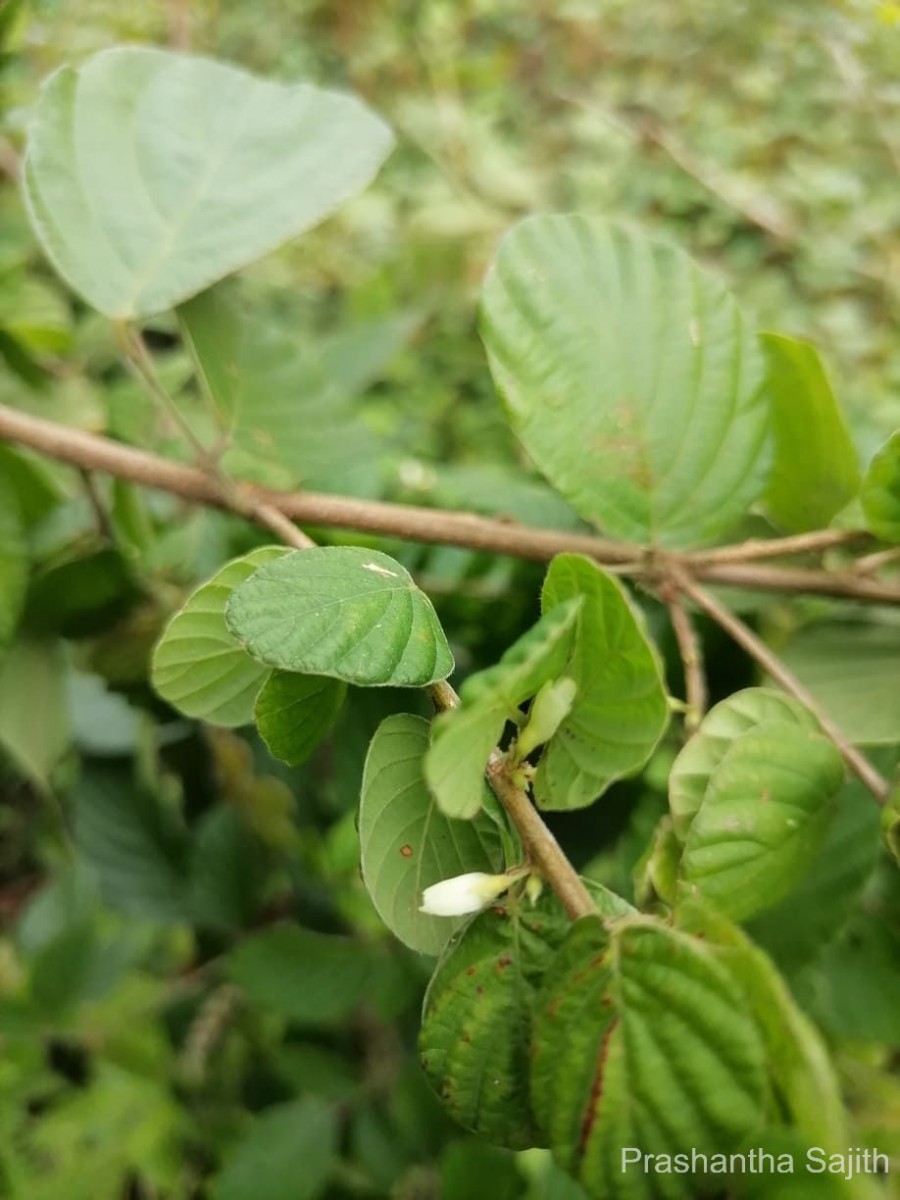 Flora of Sri Lanka