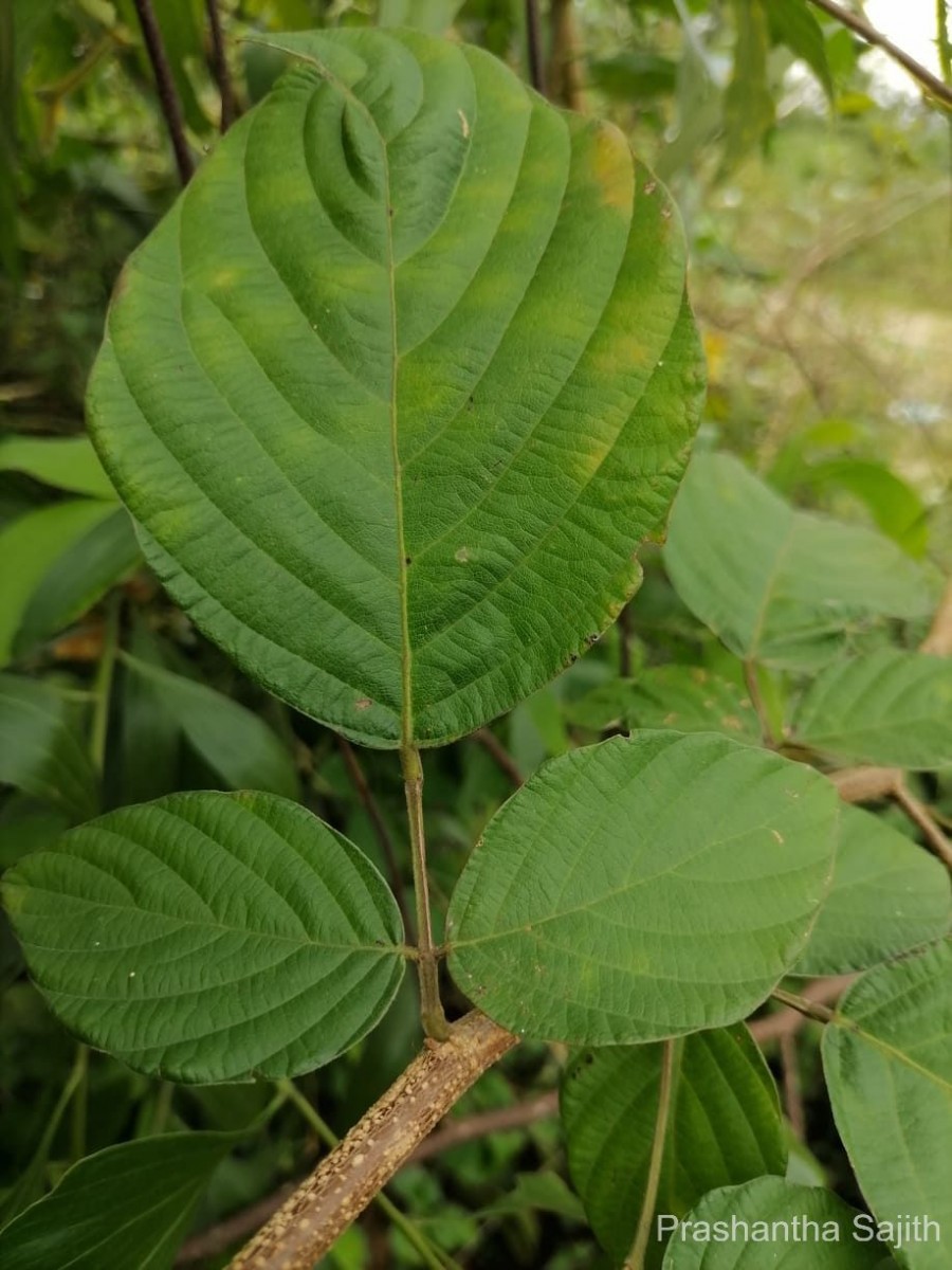 Flora of Sri Lanka