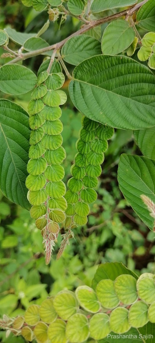 Flora of Sri Lanka