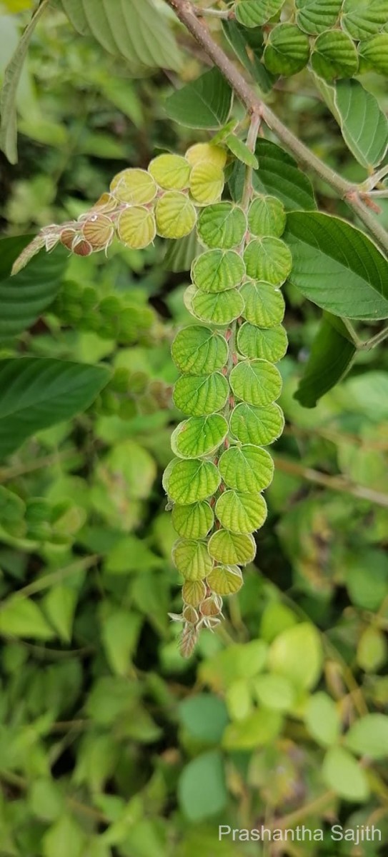 Flora of Sri Lanka