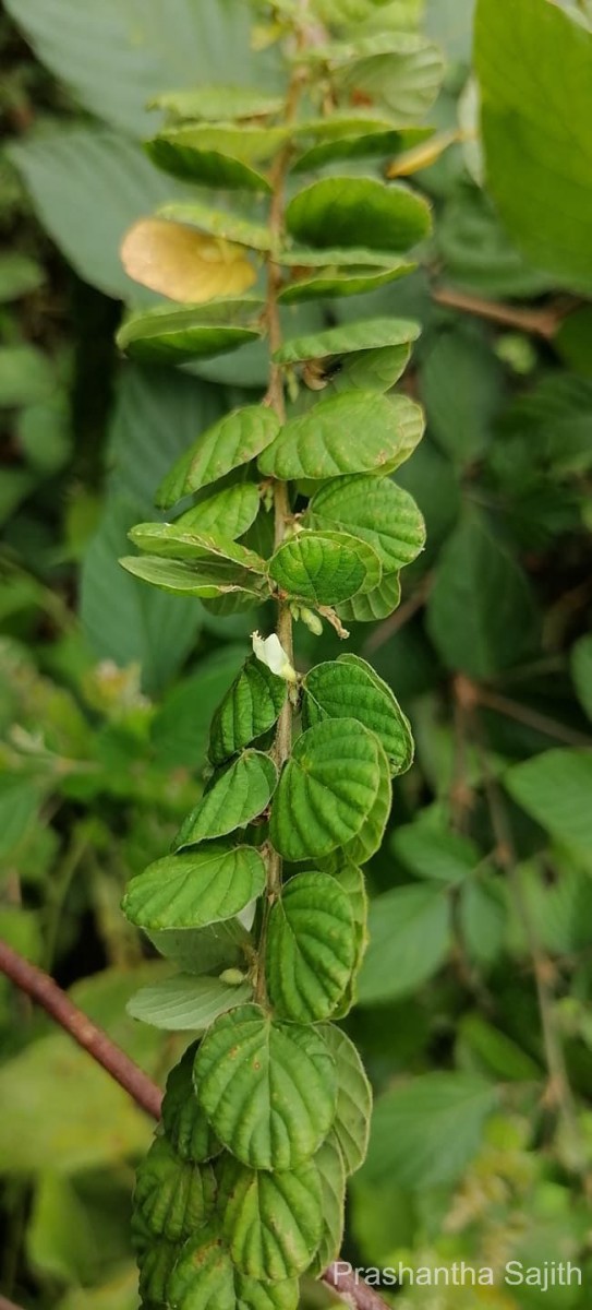 Flora of Sri Lanka
