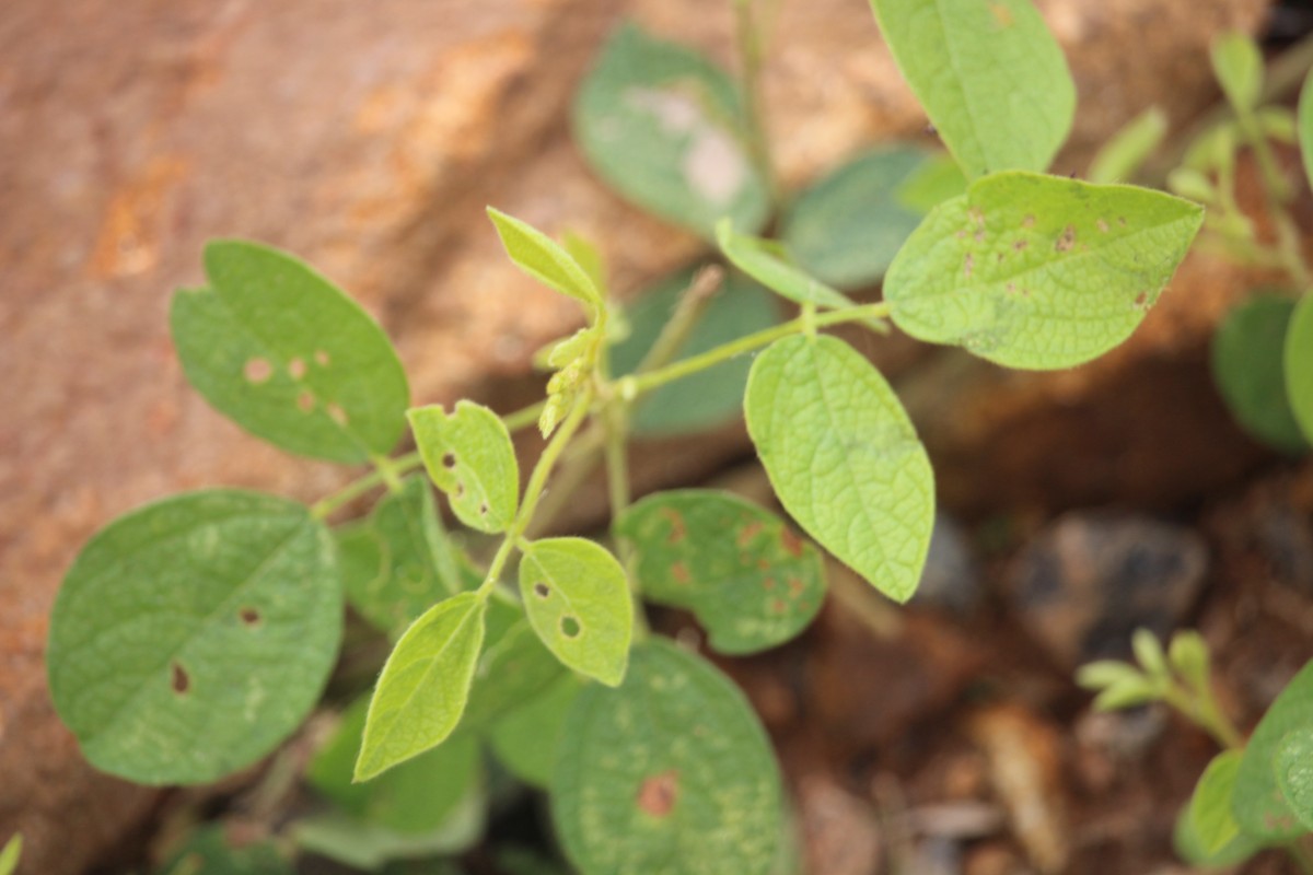 Flora of Sri Lanka