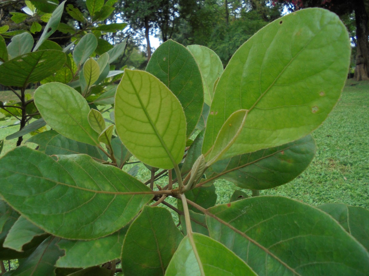 Elaeocarpus subvillosus Arn.