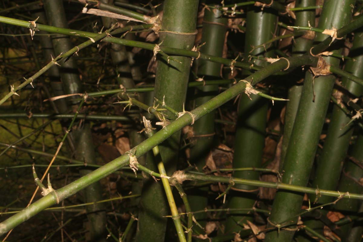 Bambusa bambos (L.) Voss