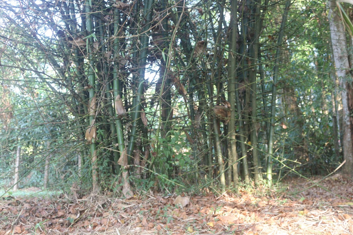 Bambusa bambos (L.) Voss