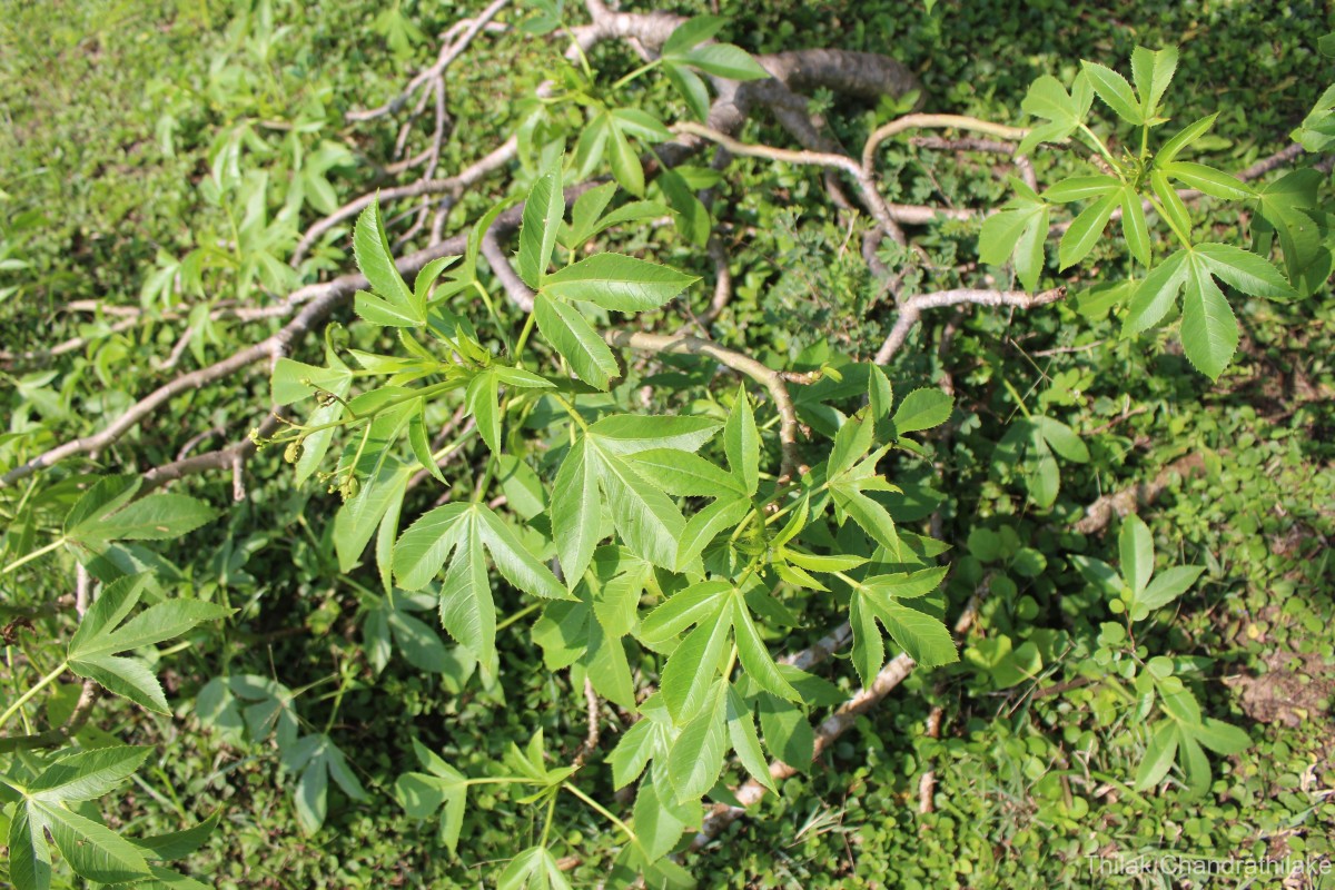 Flora of Sri Lanka