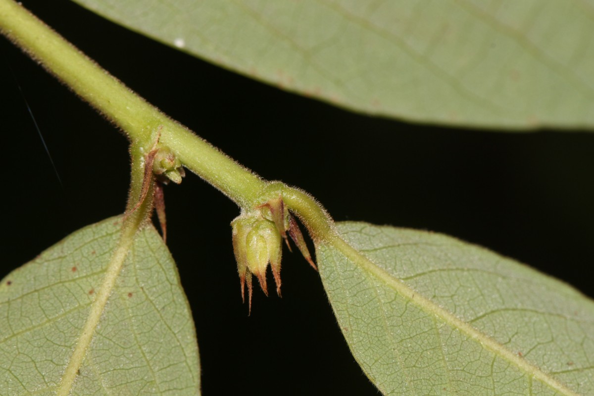 Bridelia stipularis (L.) Blume