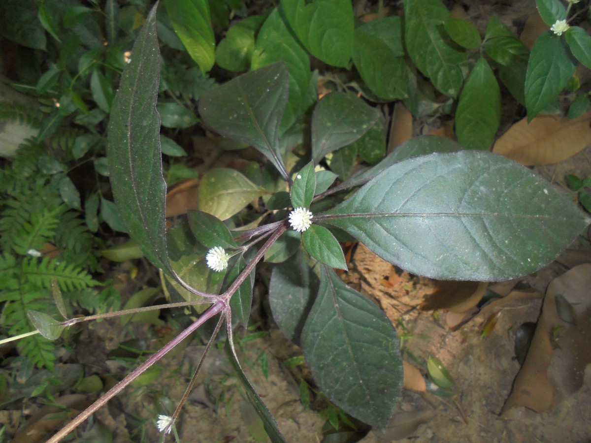 Alternanthera brasiliana (L.) Kuntze