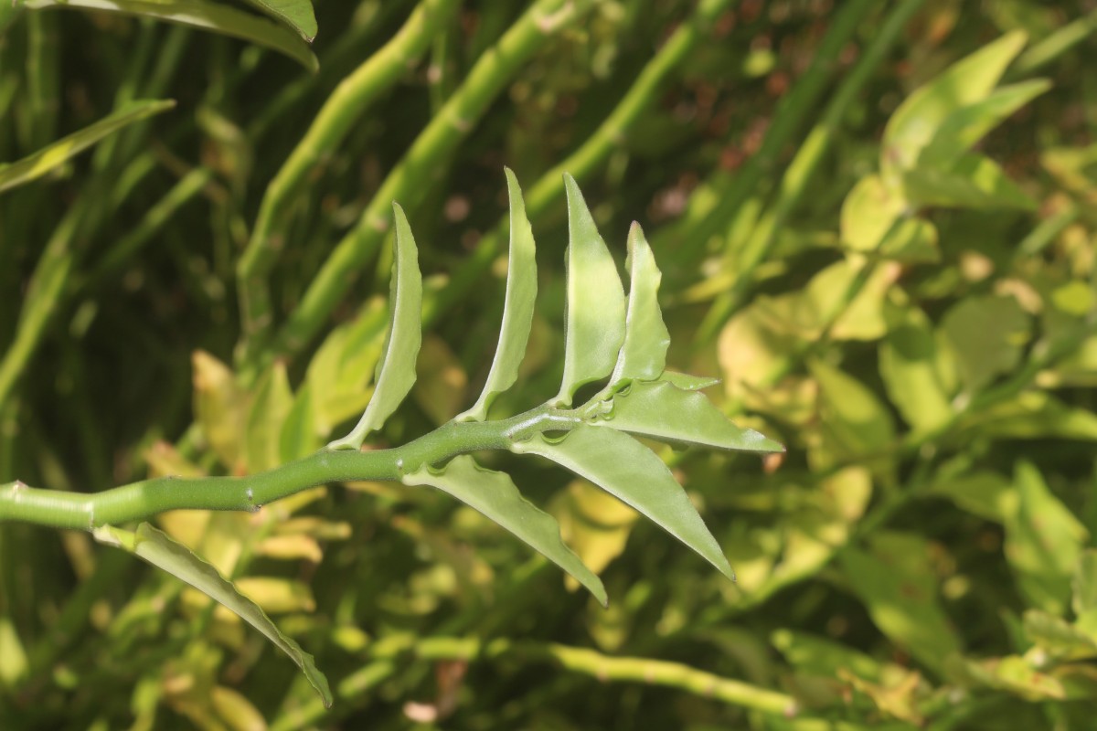 Euphorbia tithymaloides subsp. tithymaloides