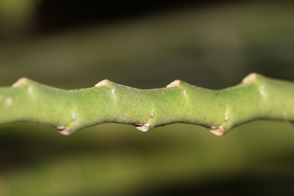 Euphorbia tithymaloides subsp. tithymaloides