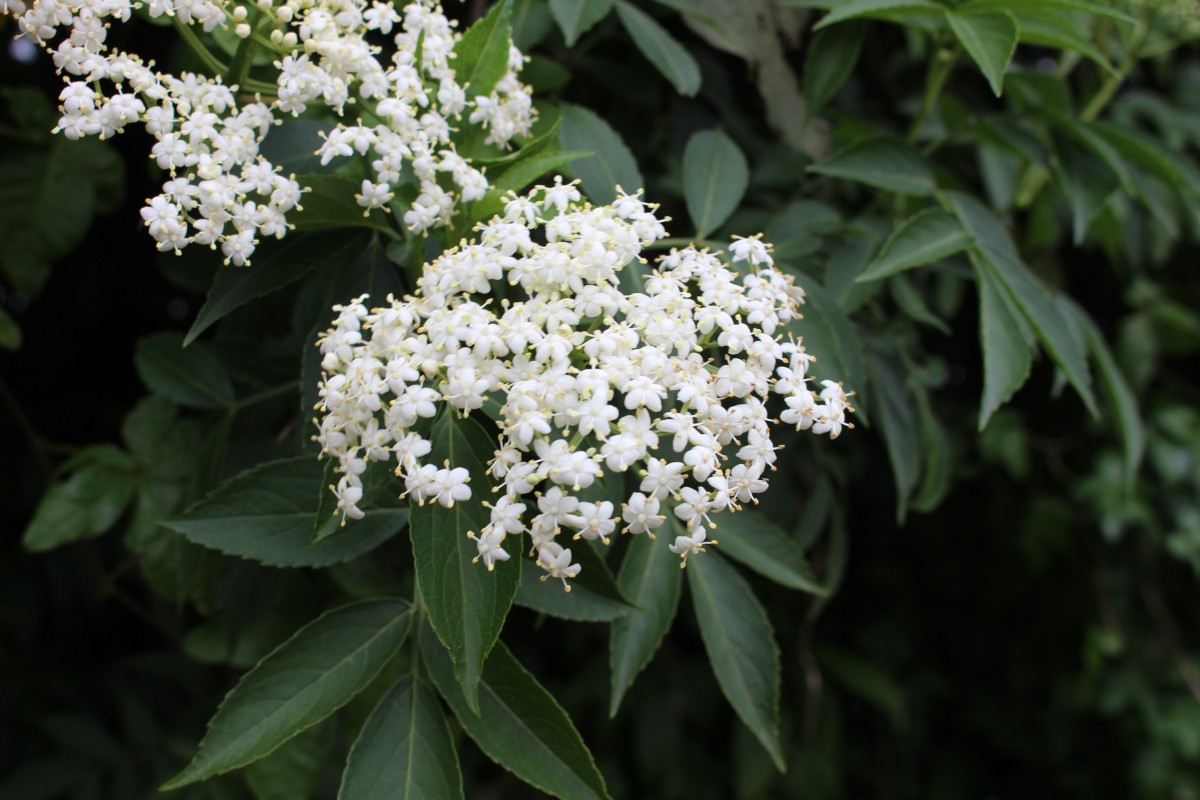 Flora of Sri Lanka