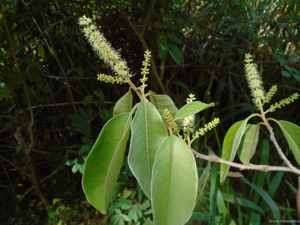 Flora of Sri Lanka