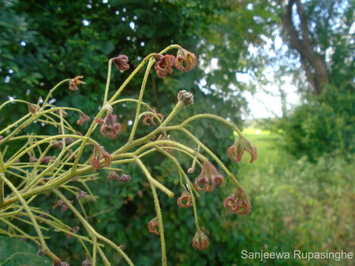 Flora of Sri Lanka