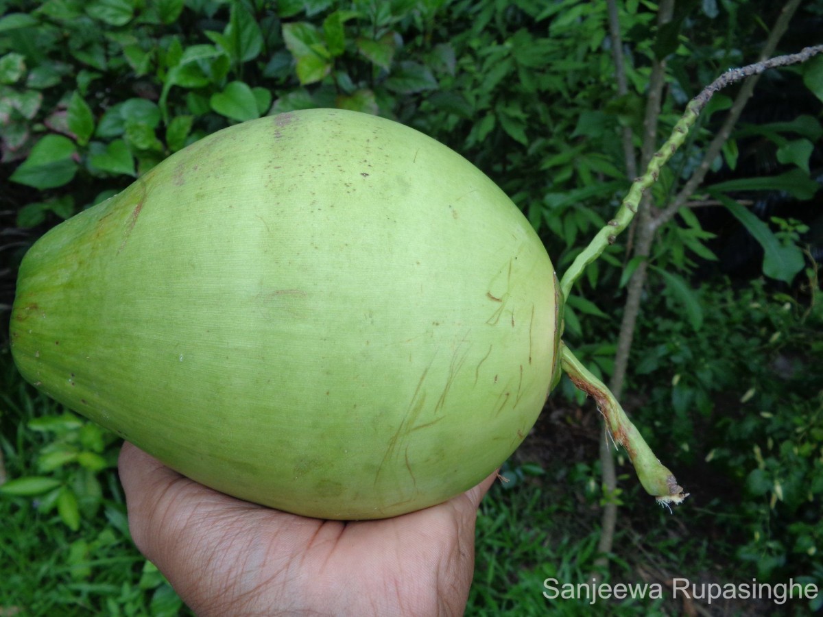 Cocos nucifera L.