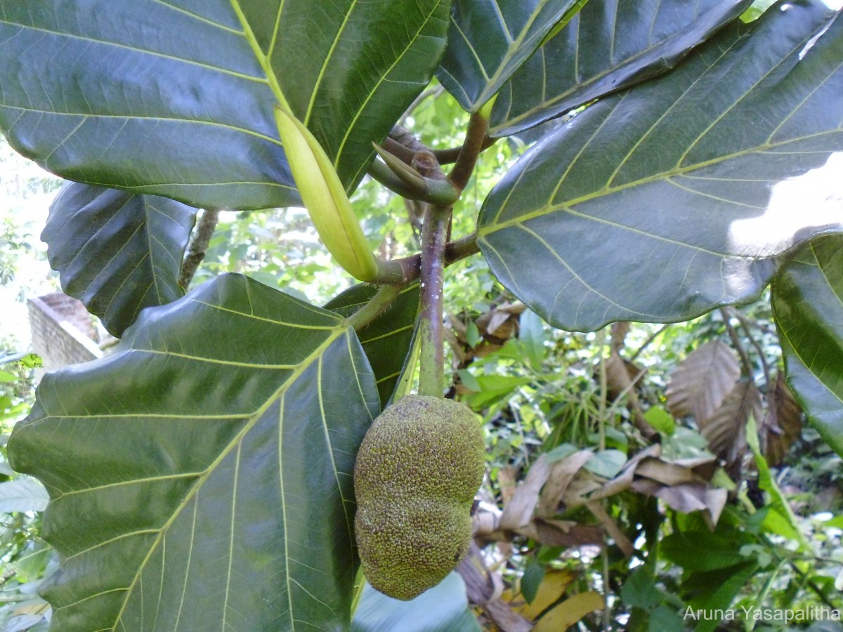Flora of Sri Lanka