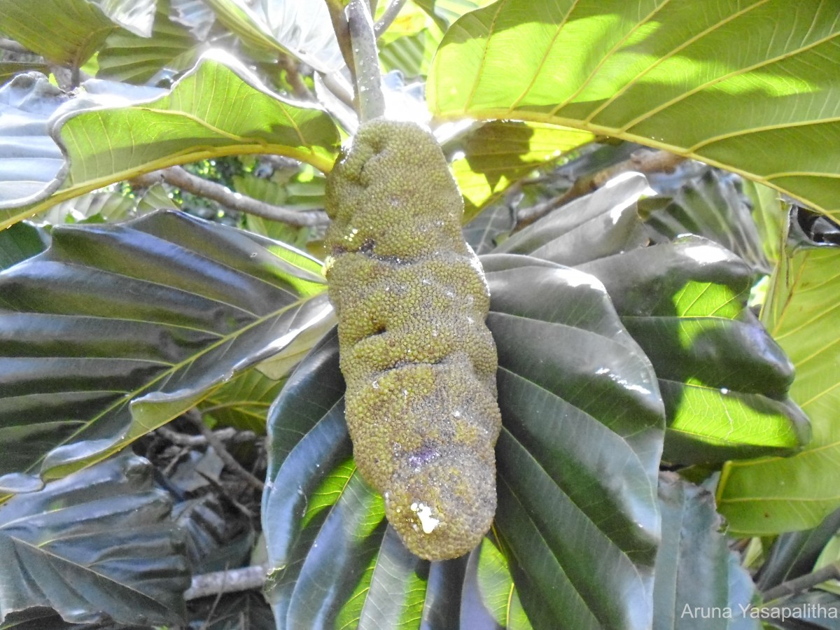 Flora of Sri Lanka