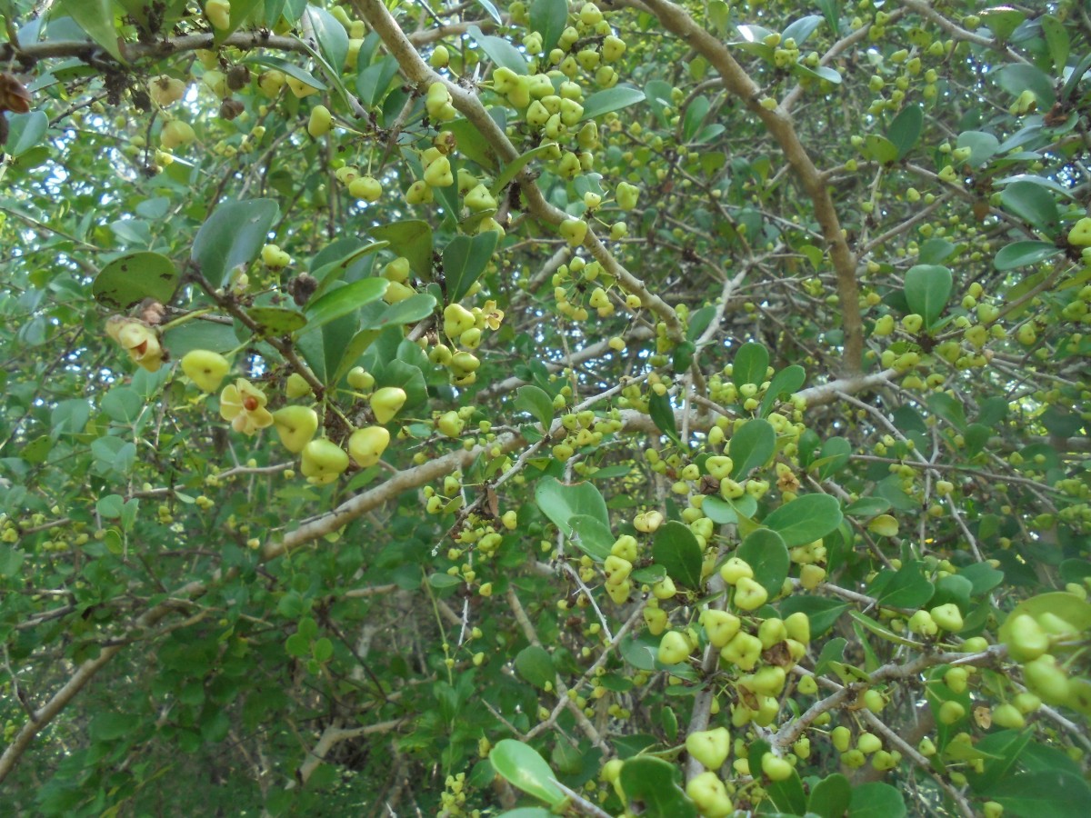 Flora of Sri Lanka